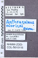 Etiketten zu Aeolus lepidus (NHMW-ZOO-COL-0010115)